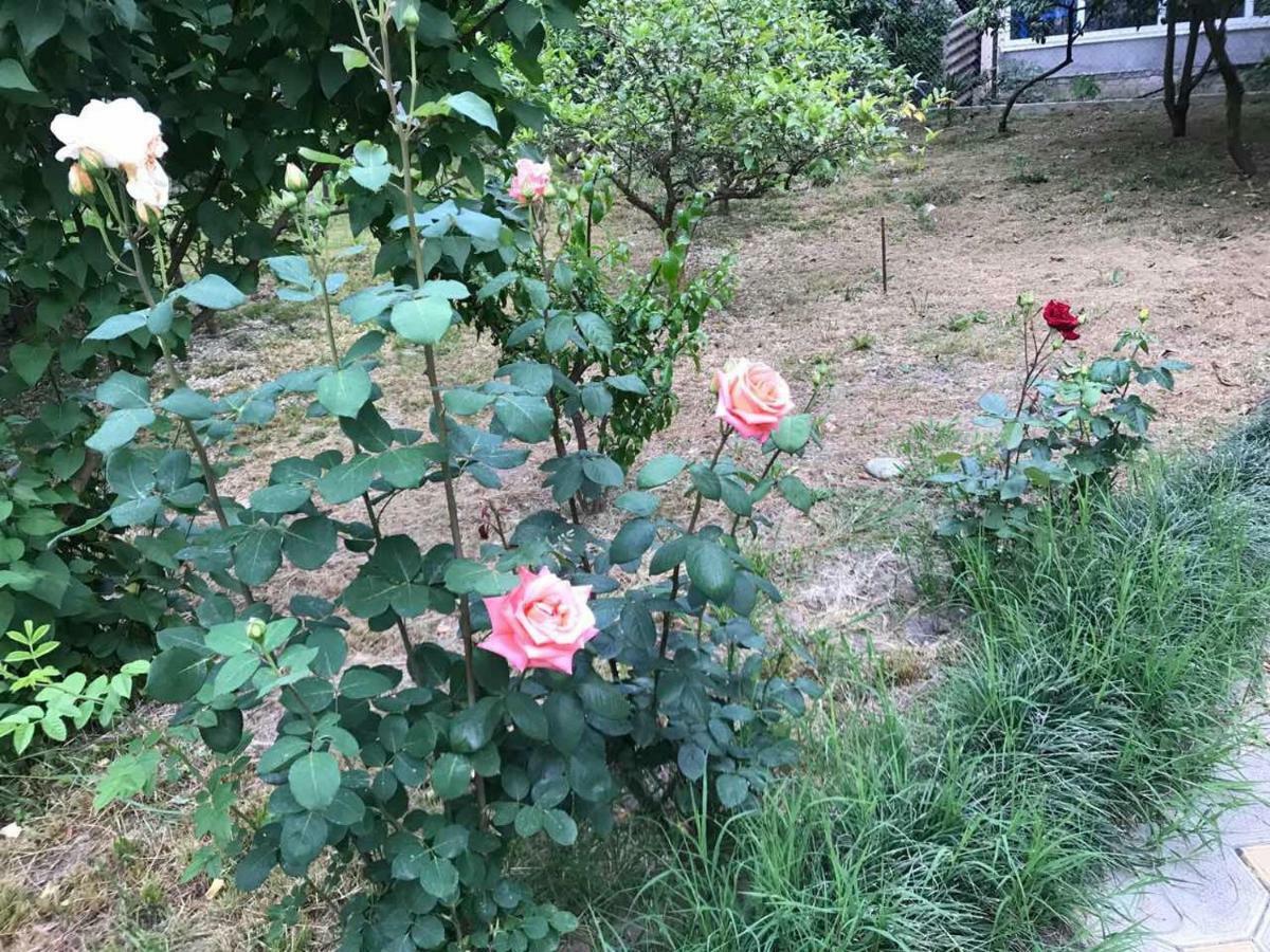 Guest House Dali 加格拉 外观 照片